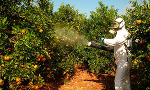 Riesgo por exposición a plaguicidas