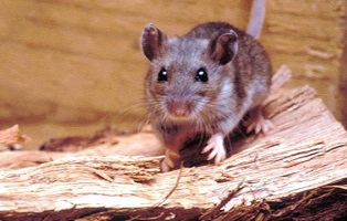 Si vas a acampar, cuídate del virus hanta